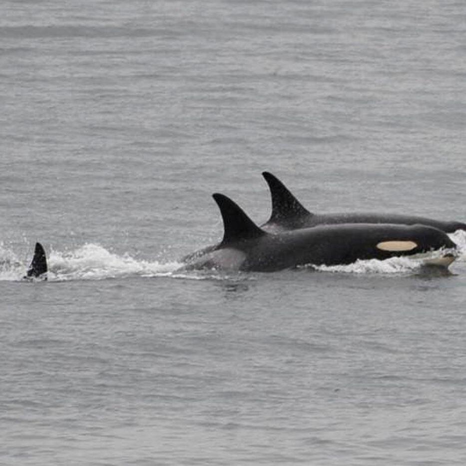 An orca that carried her dead calf for weeks in 2018 is doing so once again